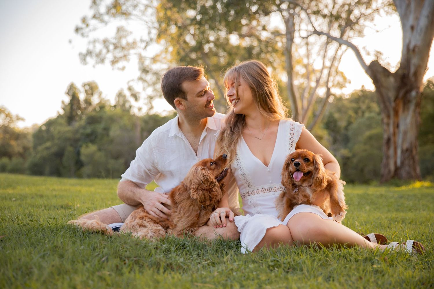 A man and woman in white sit on a grass field holding two red King Charles Cavaliers in their laps