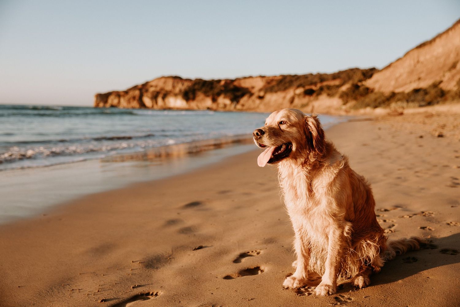 Golden Retriever sitting on sandy beach with coastal cliffs in background during sunset.