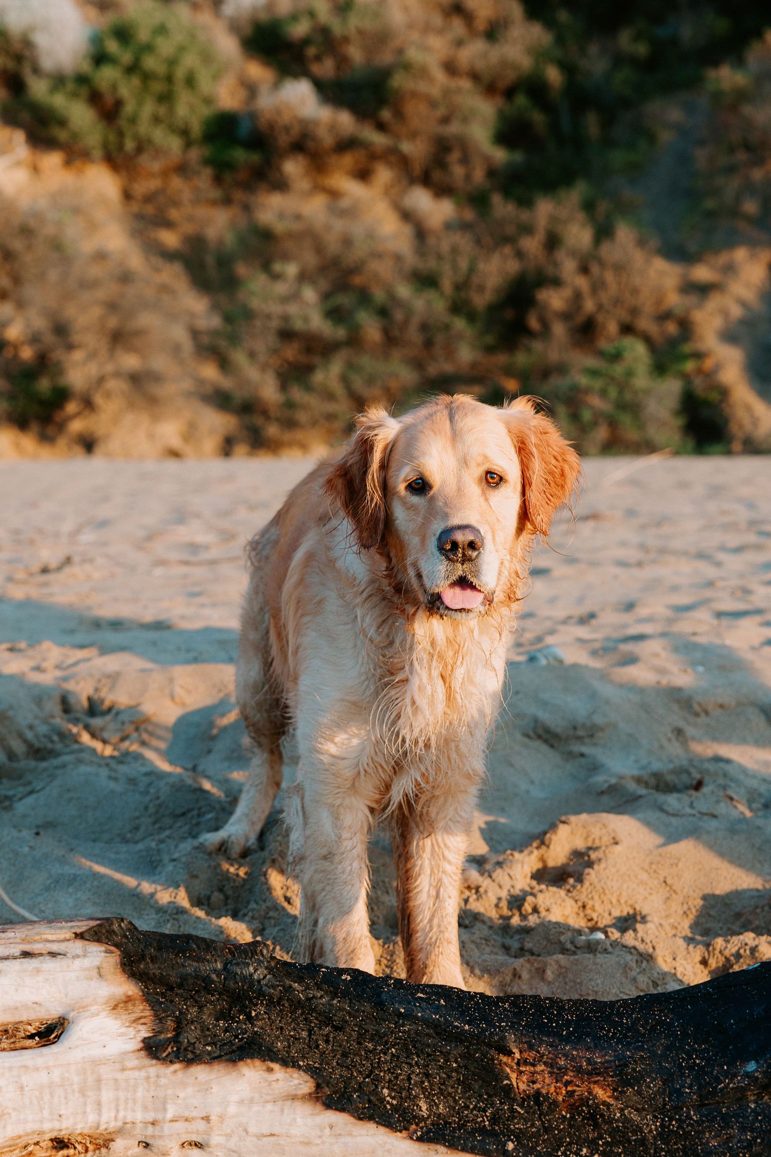 Golden Retriever standing proudly on a piece of driftwood at the beach.