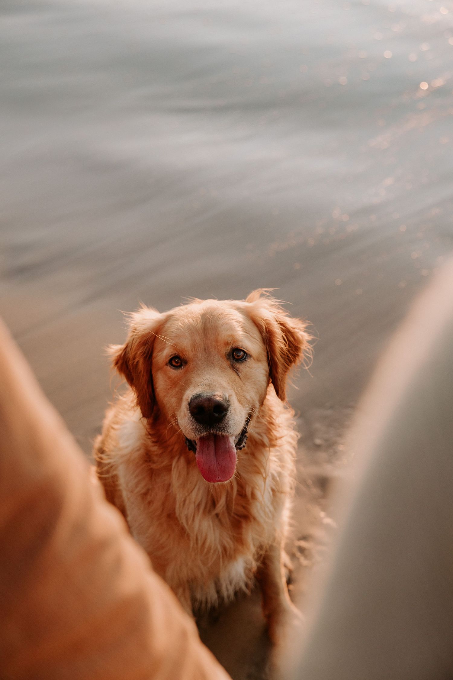 Close-up portrait of a happy Golden Retriever with tongue out against a misty background.