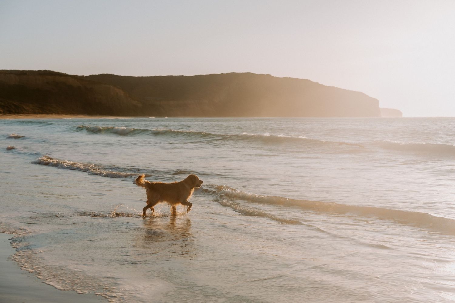 Golden Retriever playing in shallow ocean waves during a misty sunset.