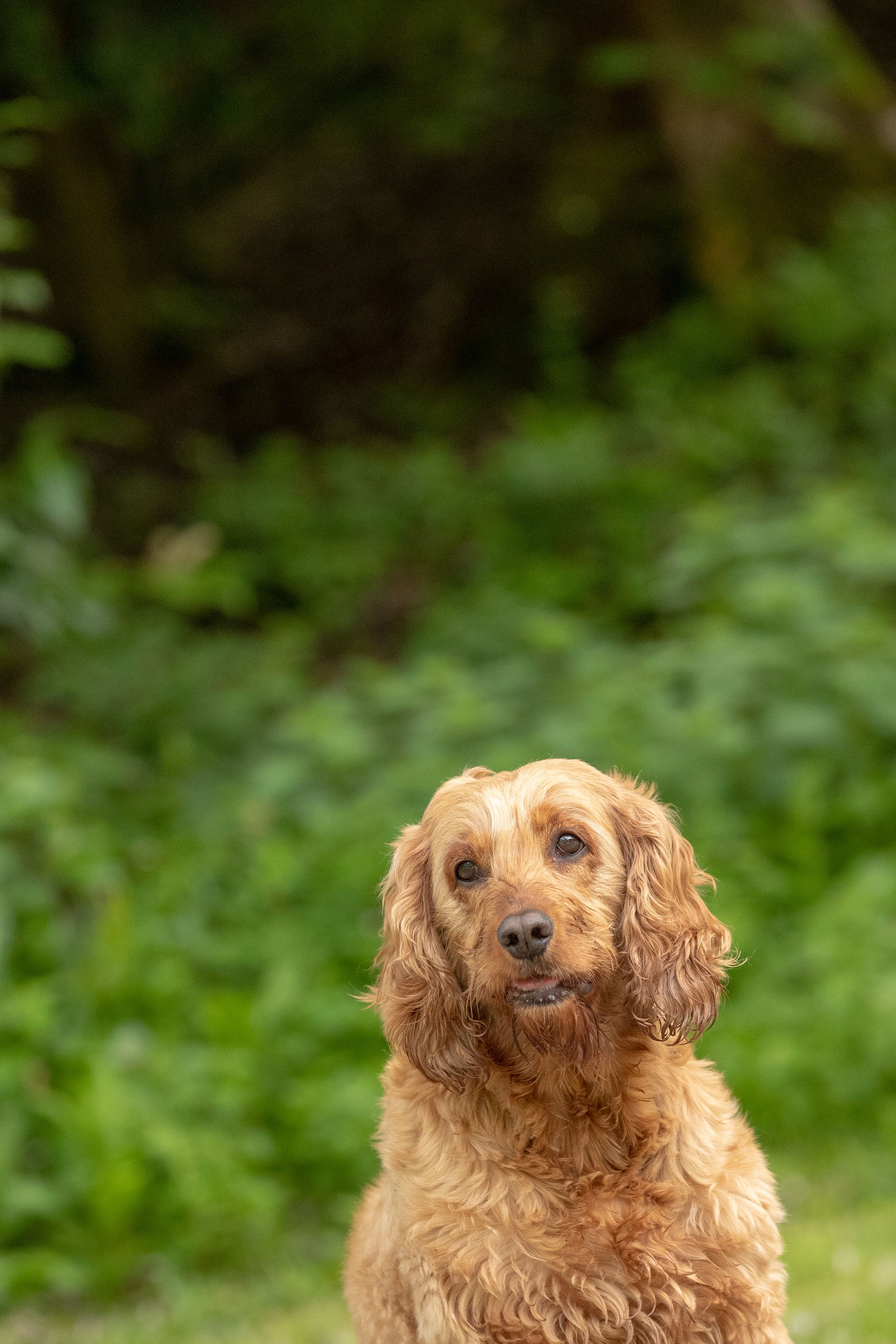 dog-photographer-near-me-outdoor-dog-photographer-photoshoots-for
