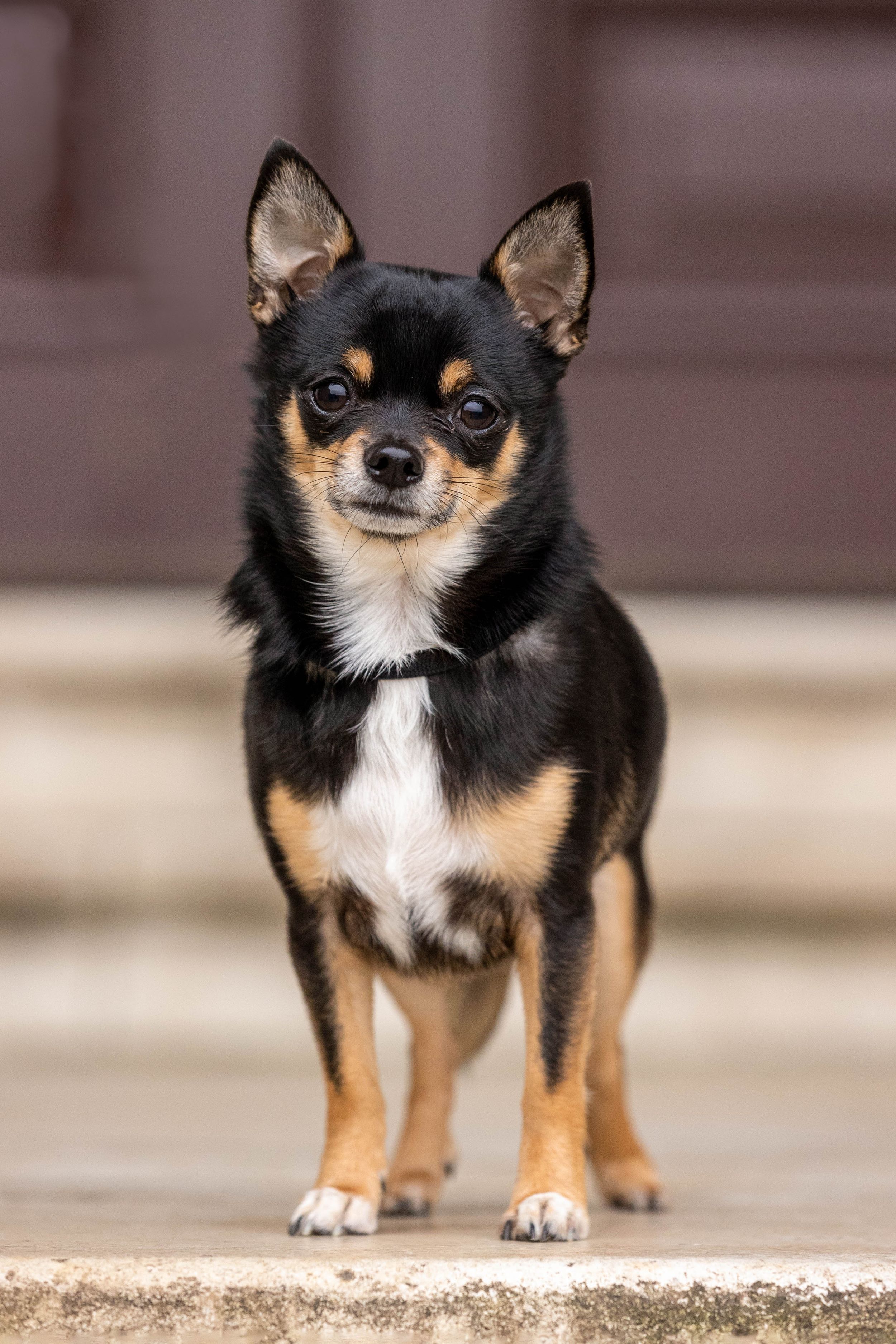 dog-photographer-near-me-outdoor-dog-photographer-photoshoots-for