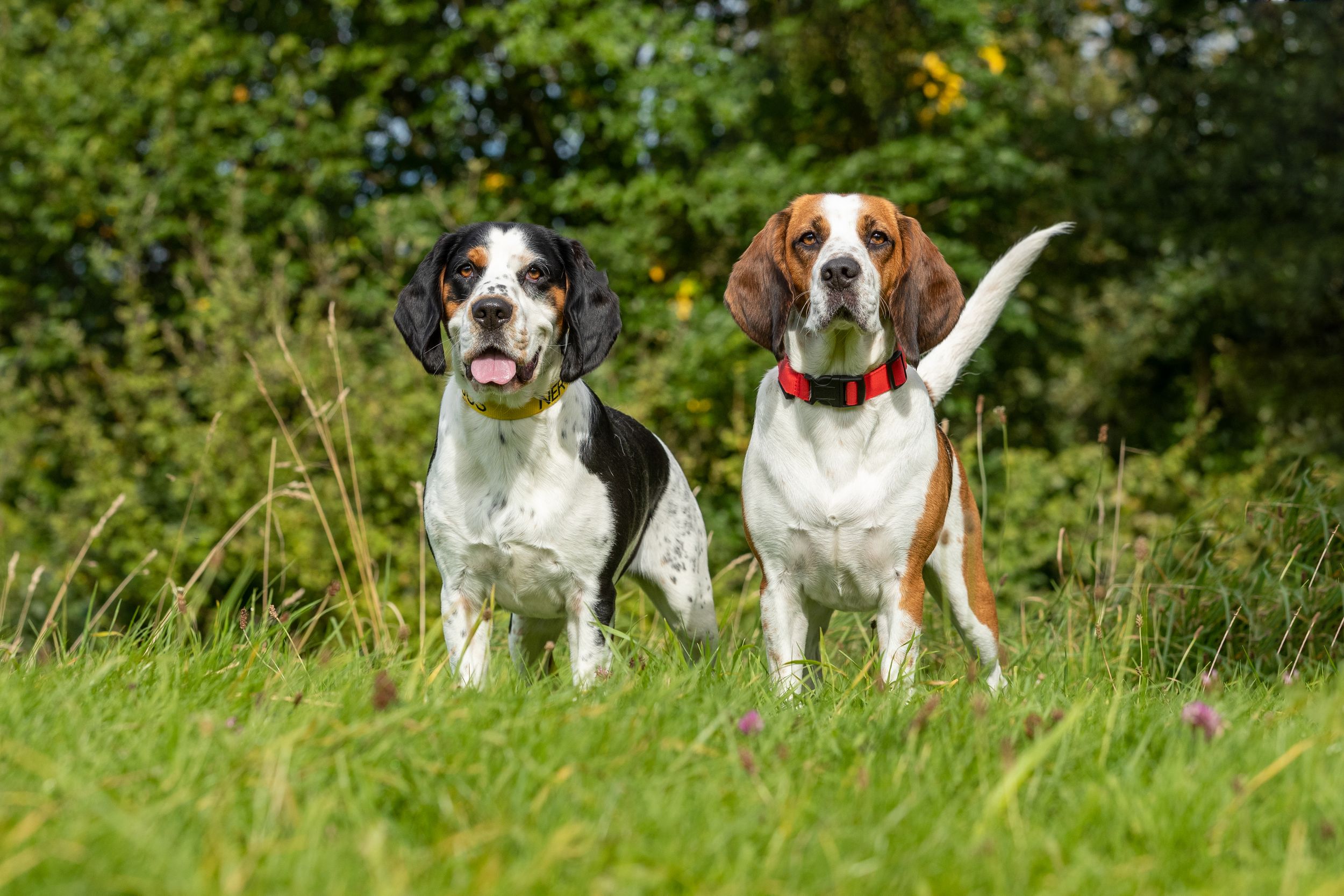 Dog Photographer Near Me