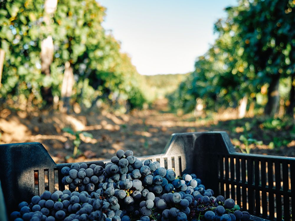 Harvested purple wine grapes filling dark plastic collection bins.
