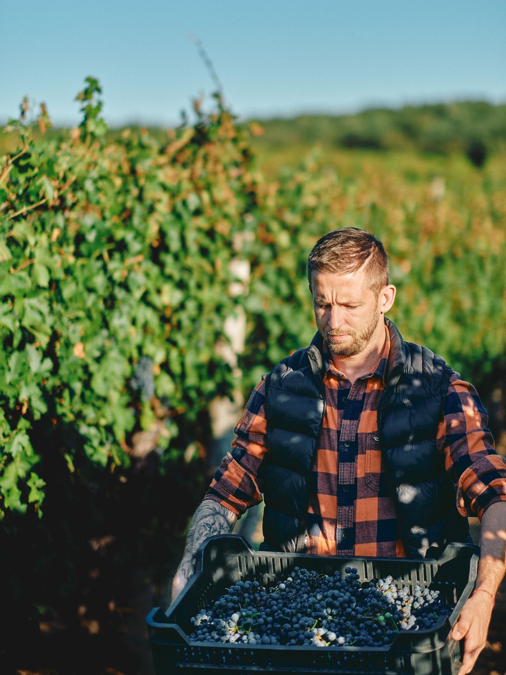 Fresh grapes being harvested in bins among vineyard rows.