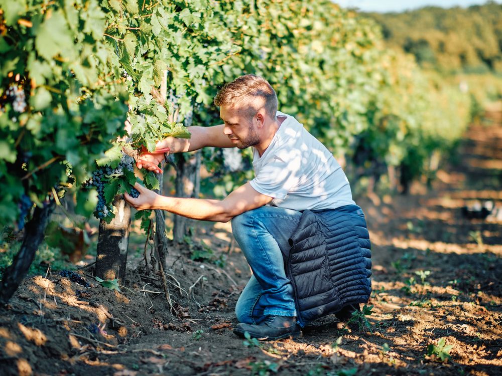 Vineyard maintenance work being performed among rows of grape vines.