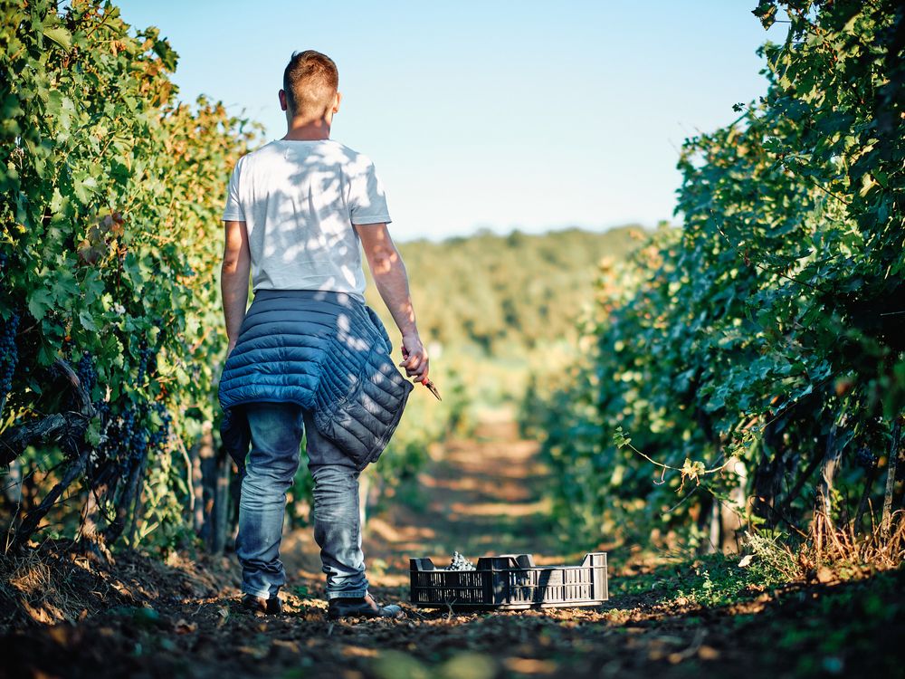 Worker carrying harvesting crate walks between rows of grapevines in a vineyard on a sunny day.