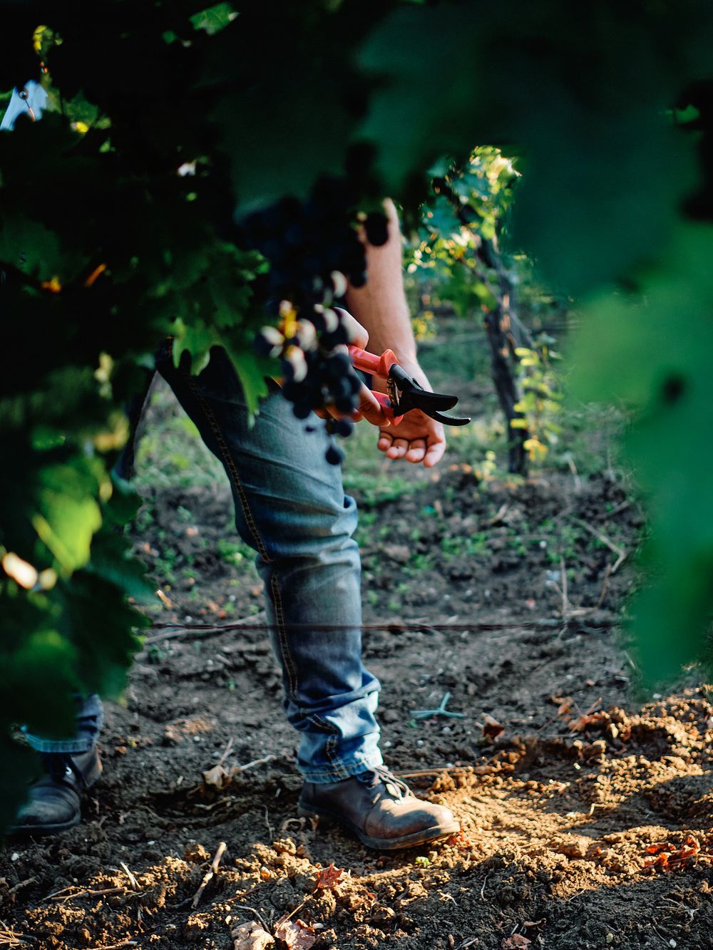 Close-up of worker's boots and jeans while harvesting in vineyard rows.