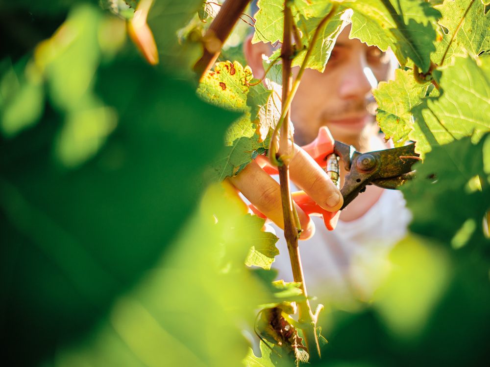 Hands carefully examining grape leaves and clusters among green vineyard foliage.