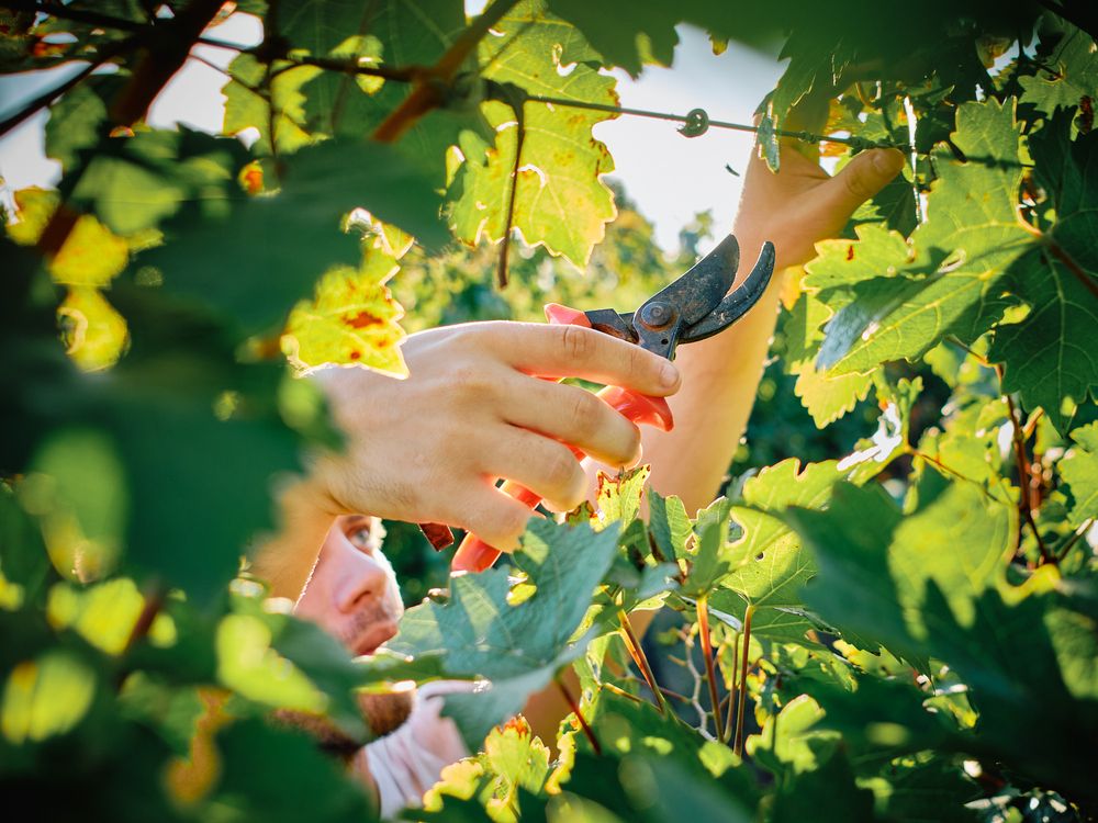 Pruning shears cutting ripe grape clusters during harvest in sunlit vineyard.