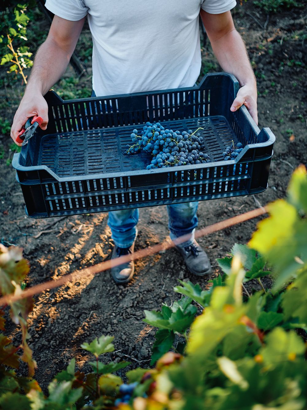 Black plastic harvest crate filled with freshly picked blue wine grapes in vineyard.