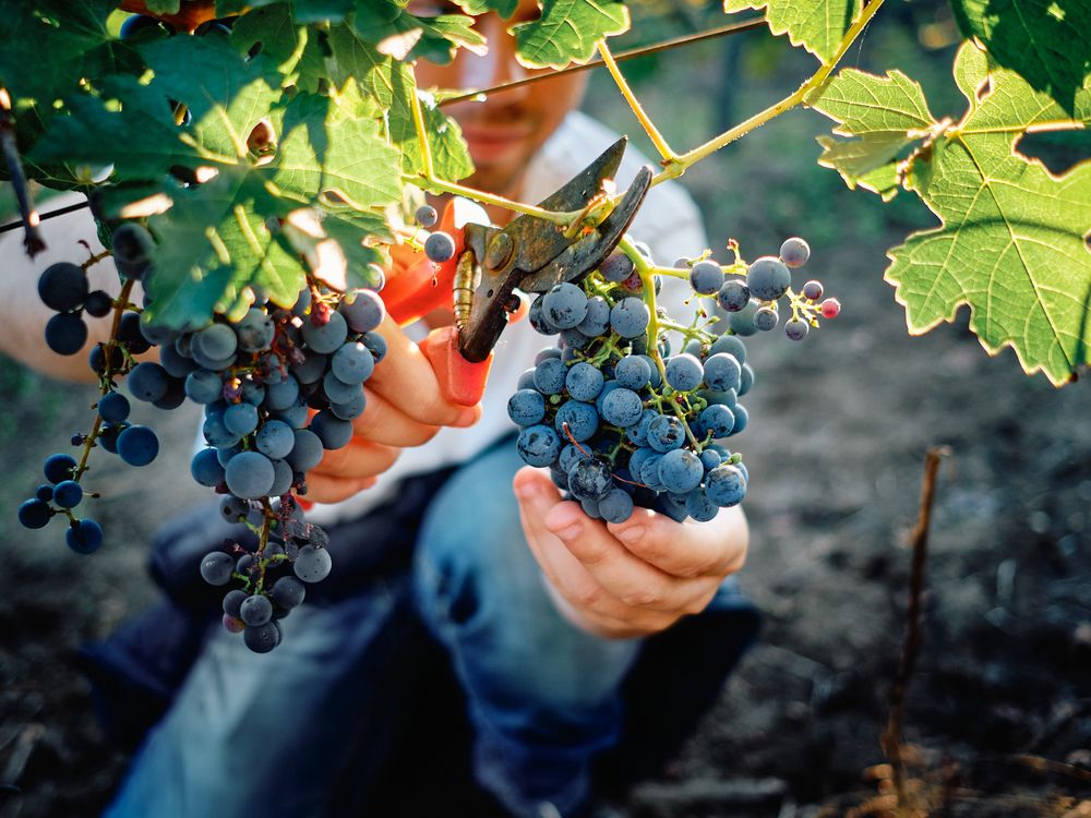 Hands carefully harvesting clusters of ripe purple wine grapes from vine.