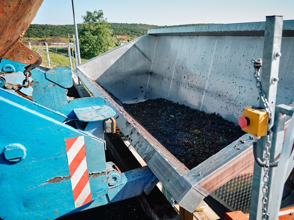 Close-up of blue machinery dumping harvested grapes into a collection bin.