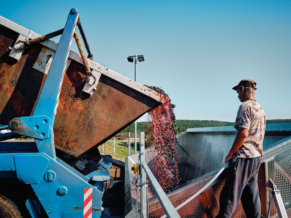 Grapes being unloaded from a blue industrial hopper into processing equipment at a vineyard.