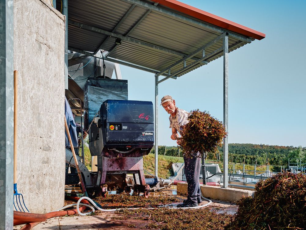 Equipment processing freshly harvested grapes under a covered outdoor area.
