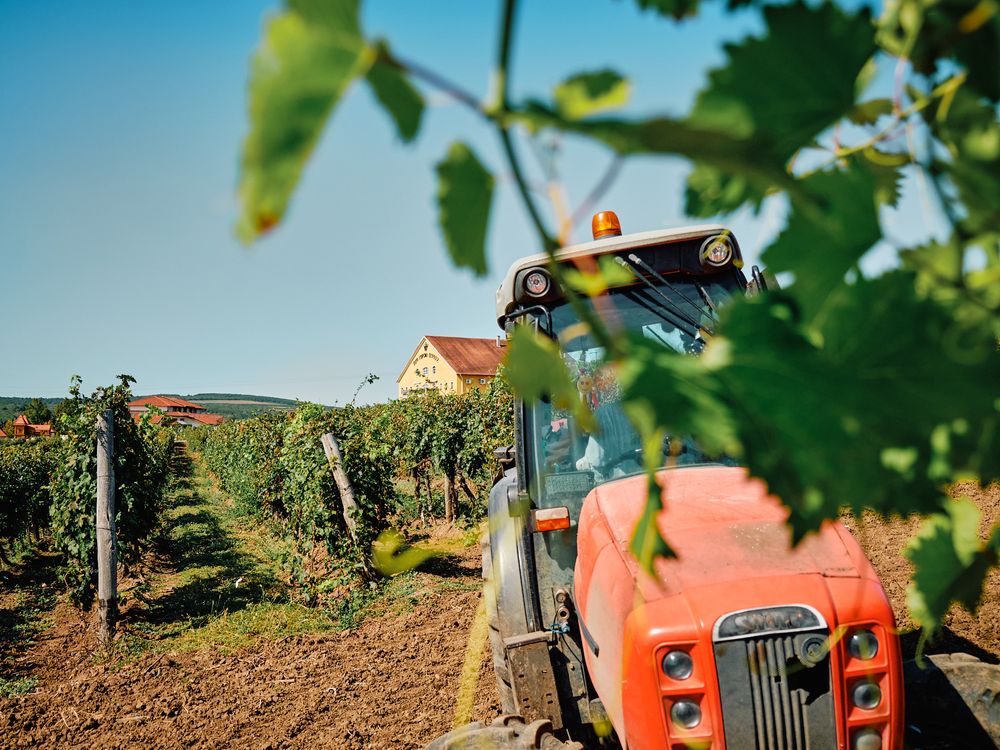 Red tractor parked between rows of grapevines against blue sky.