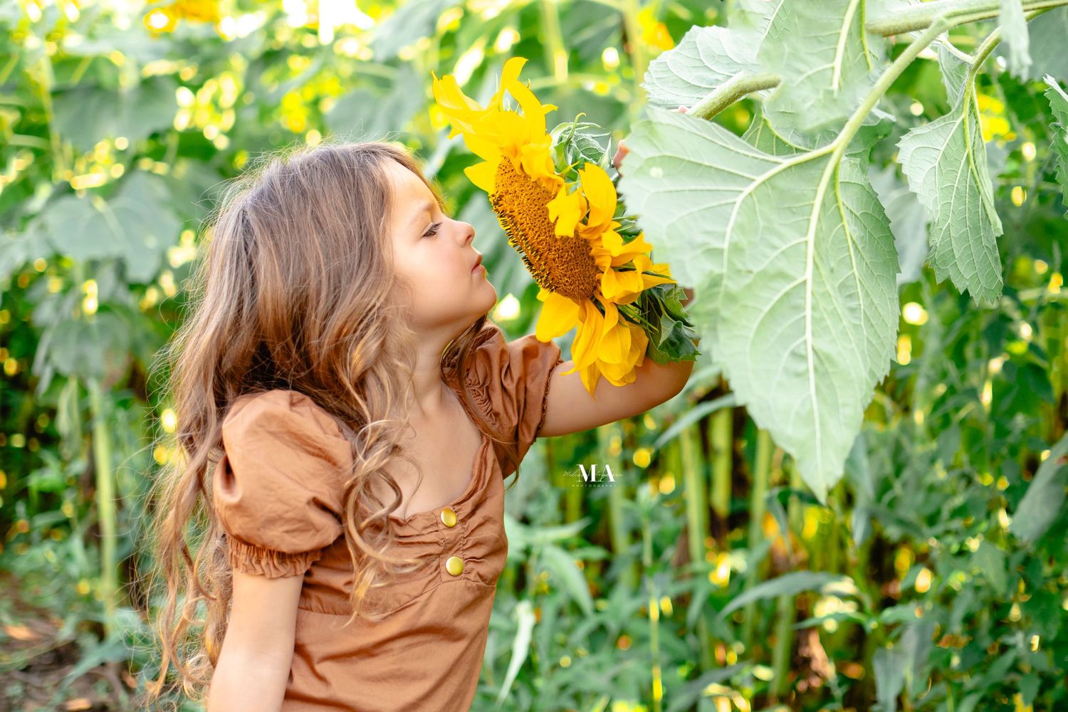 Sunflower photo session