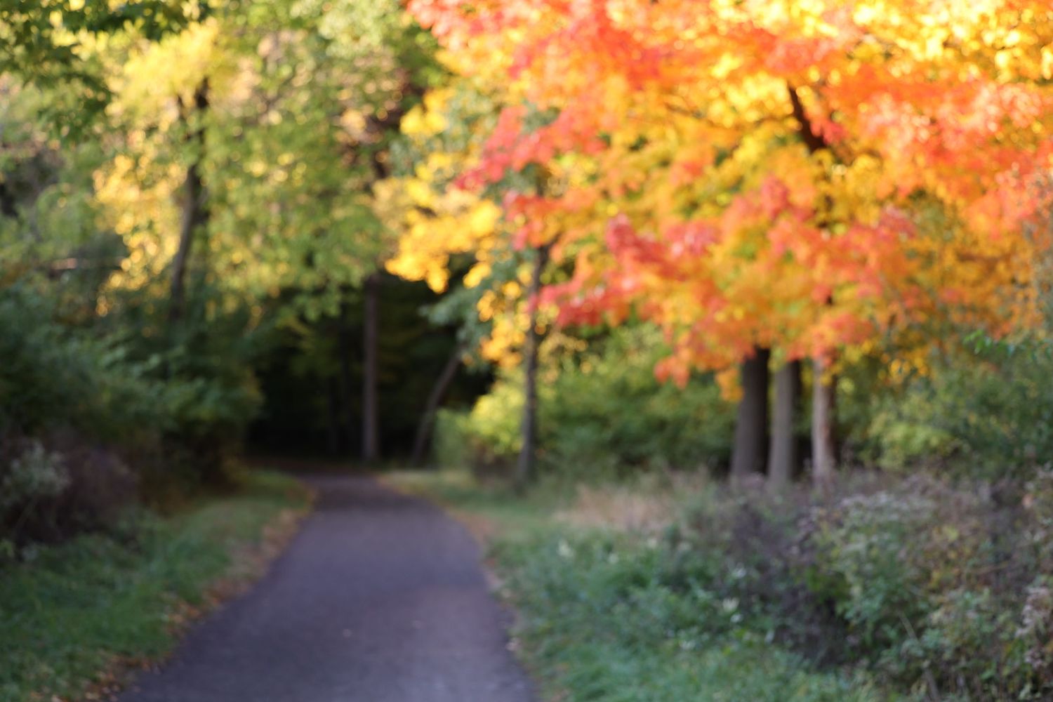 Des Plaines Trail in Park Ridge