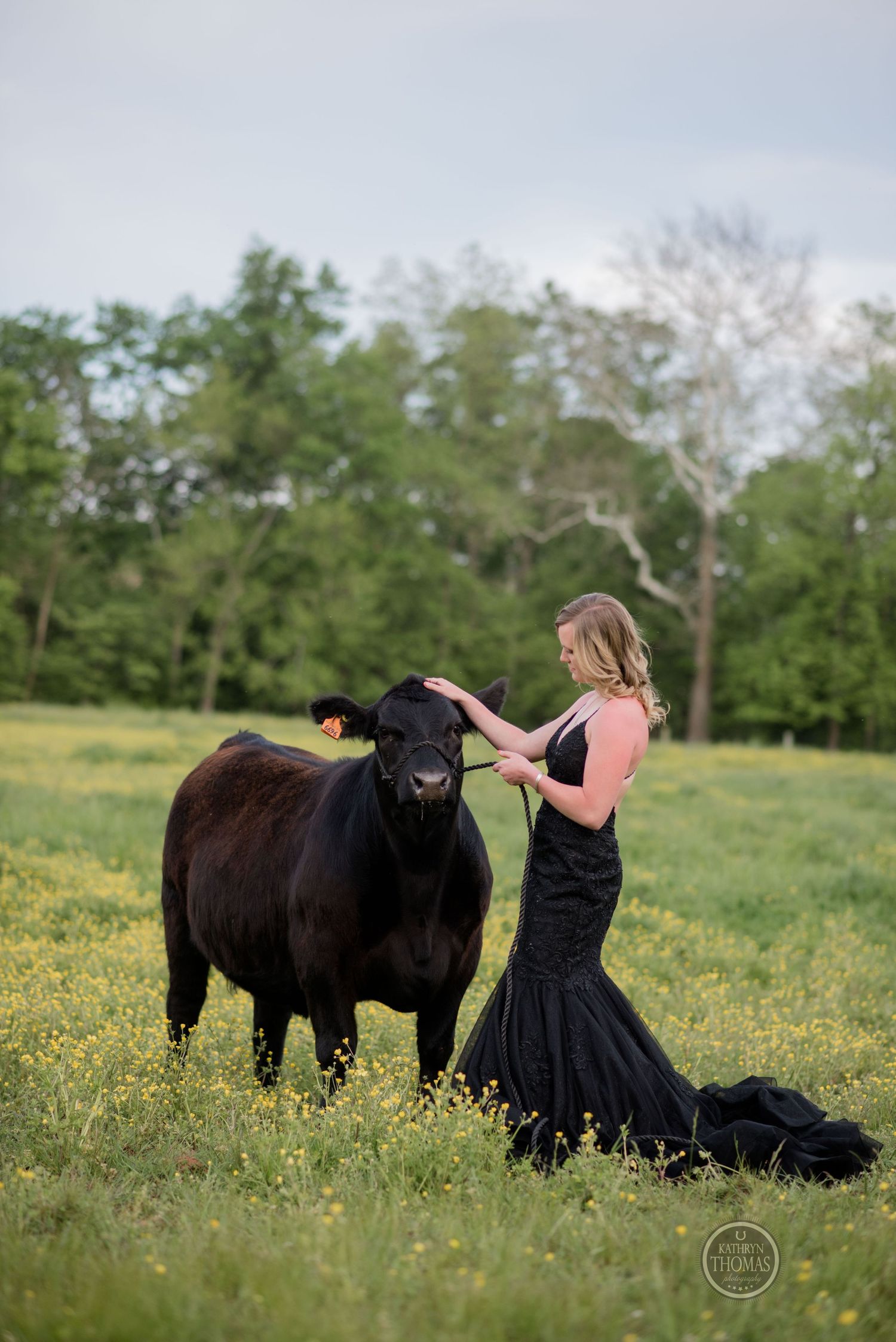 Woman in black evening gown pets large black cow in pastoral meadow setting.