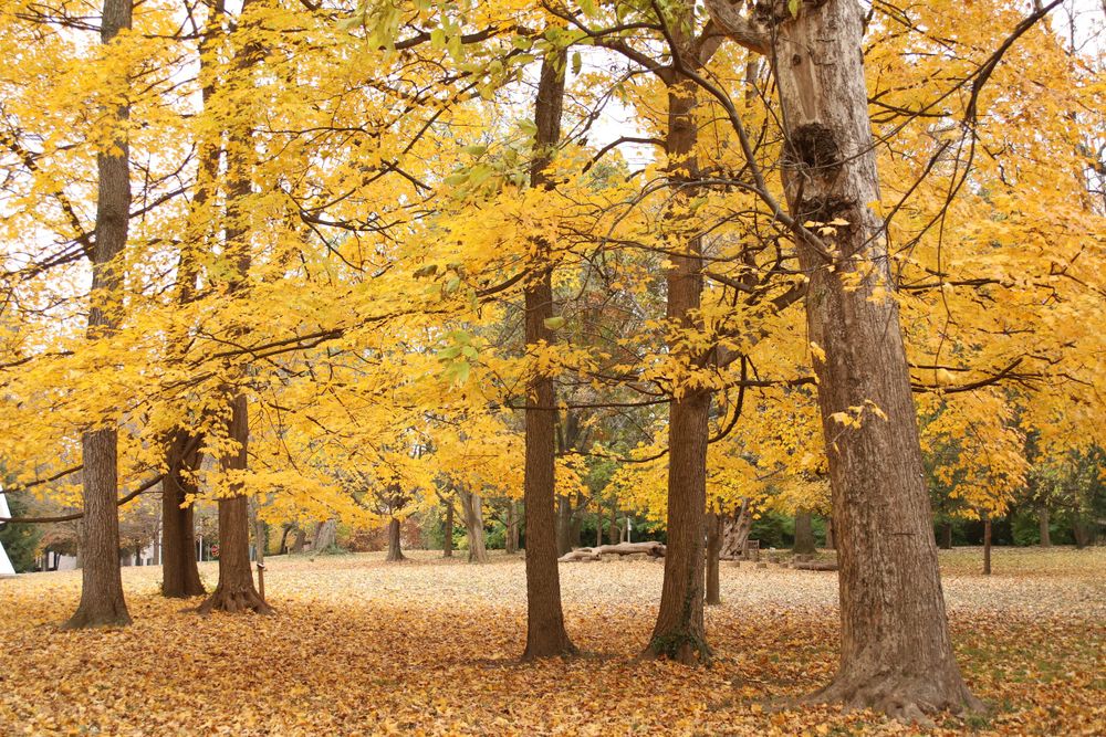 Fall, Ashland, trees, yellow, autumn