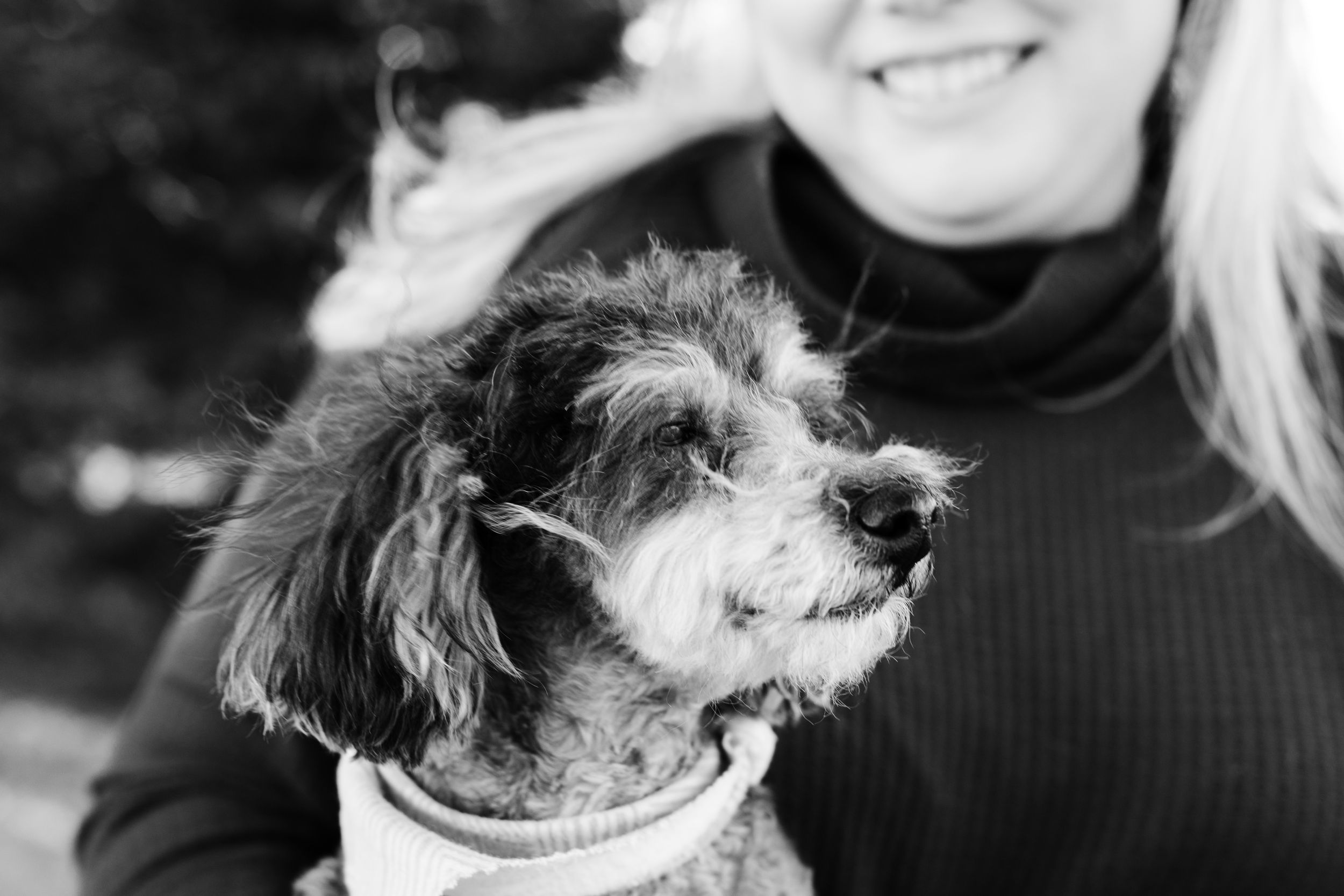 black and white poodle enjoying the weather, breeze blowing fur, while being cradled by owner