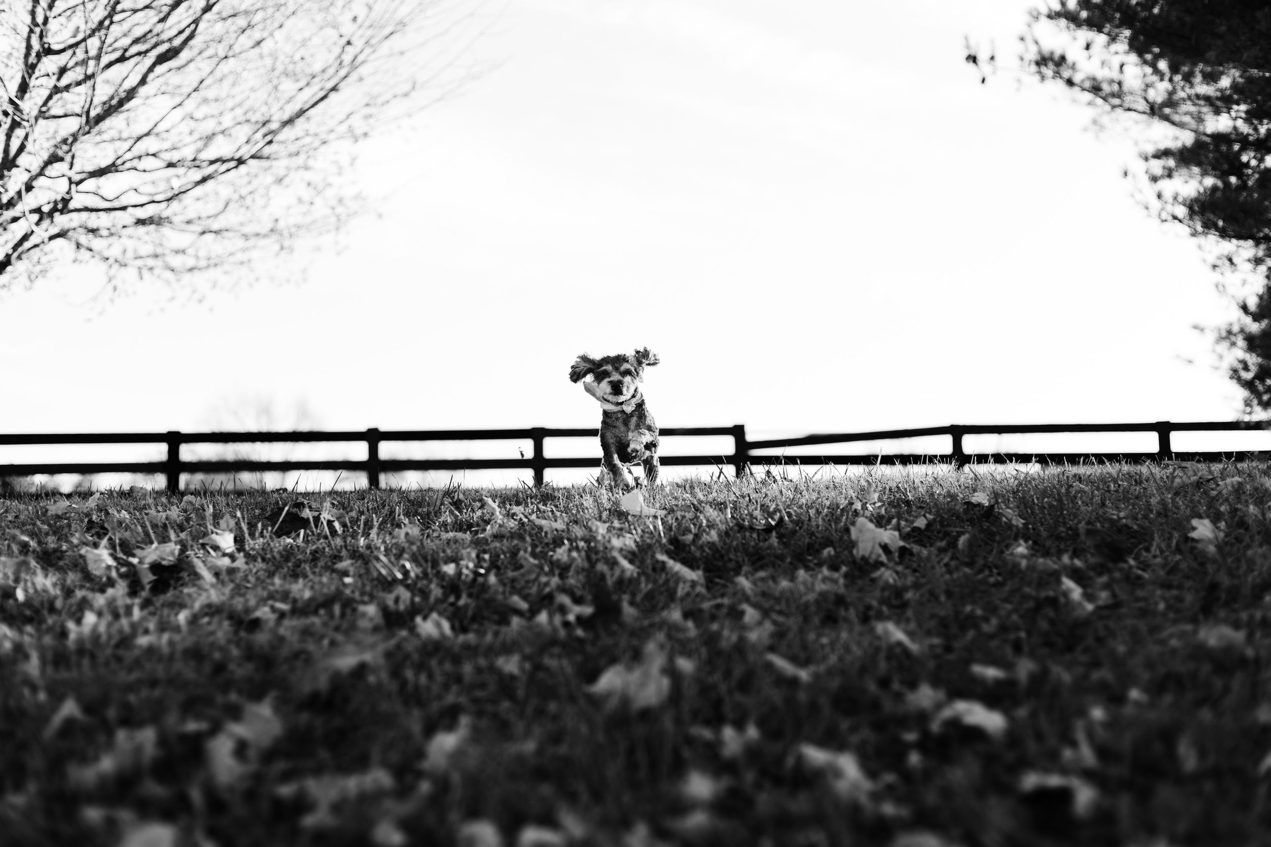 elderly poodle running in the park with ears flopping