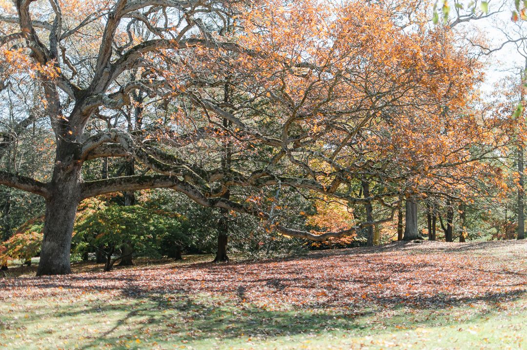Autumn oak tree with orange foliage and fallen leaves covering the ground in a scenic park setting.