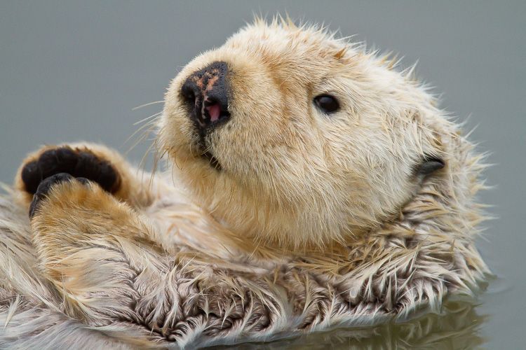 Blond Sea Otter in Moss Landing, California near Elkhorn Slough