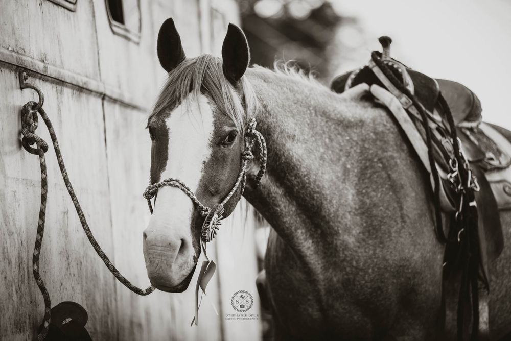 Piney Ruritan Horse Show (June 18, 2022)