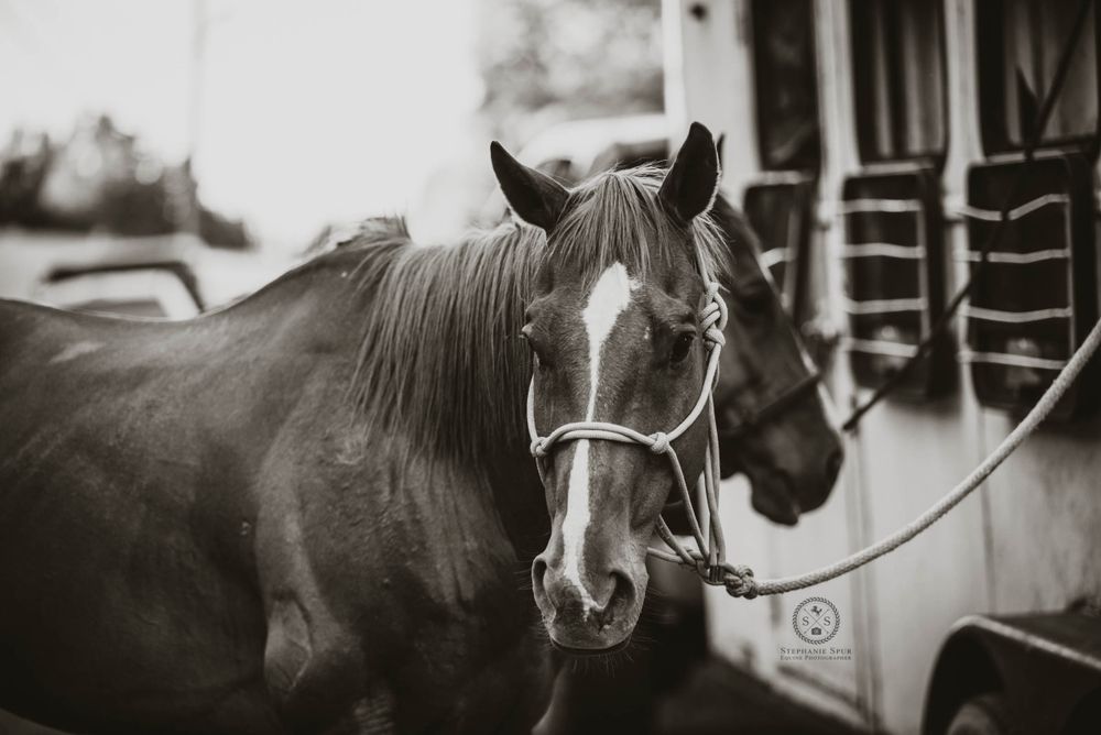 Piney Ruritan Horse Show (June 18, 2022)