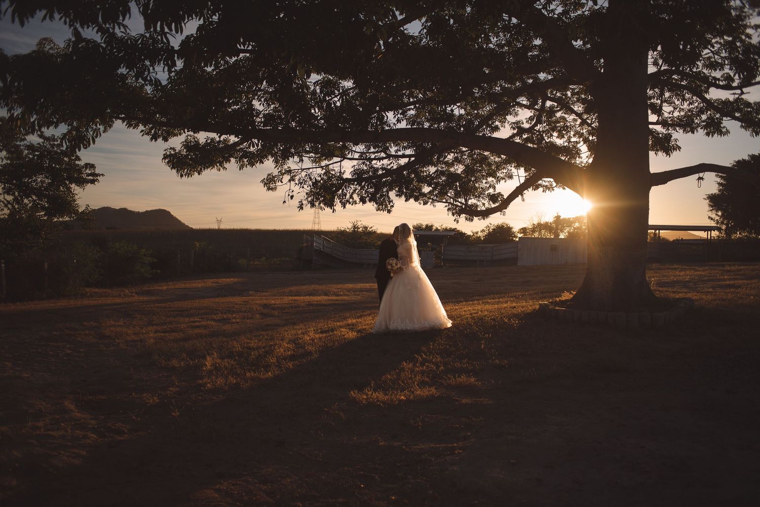 Dramatic sunset silhouette photograph with tall pine trees casting long shadows across a golden field.