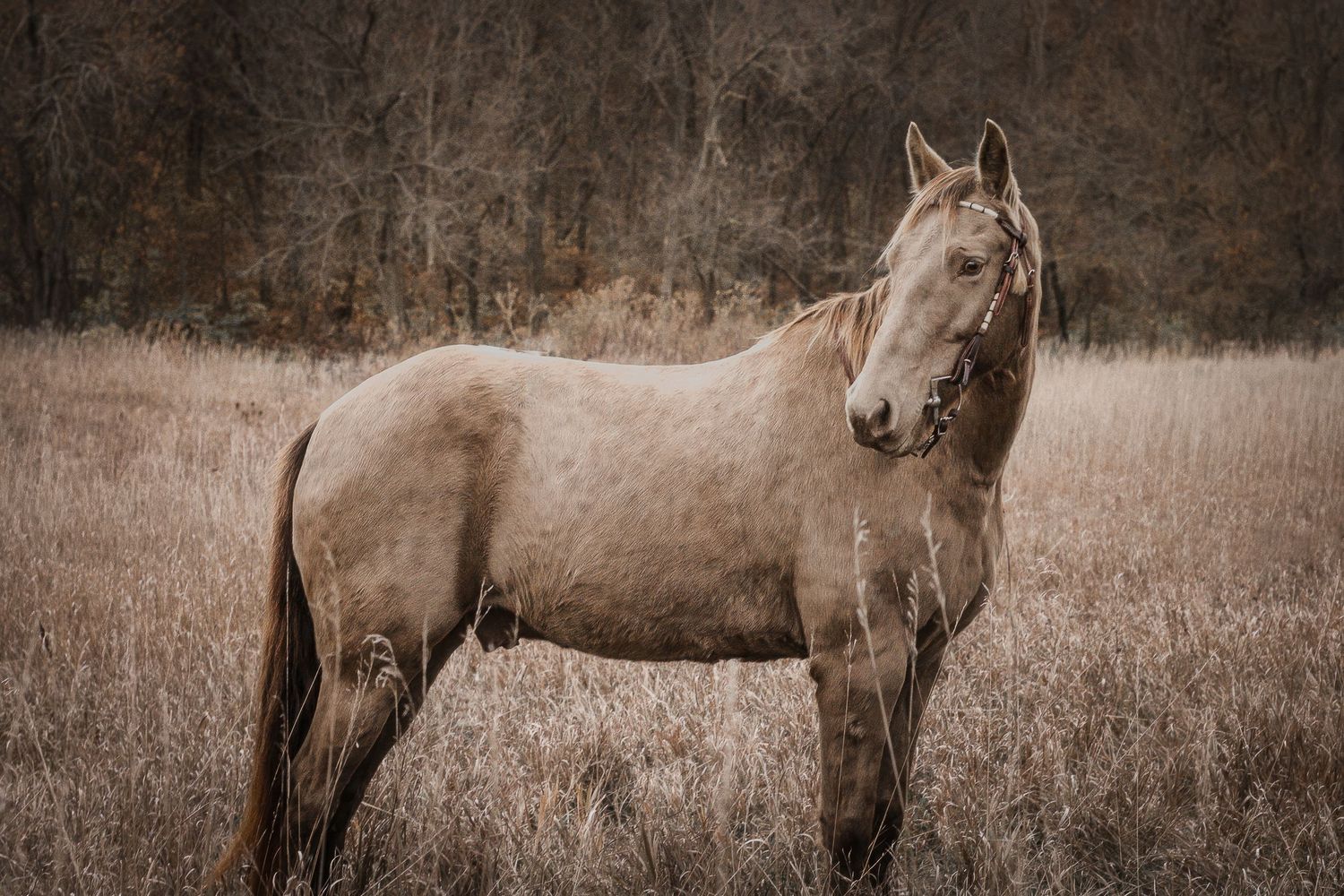 A pale colored horse stands alone in a sepia-toned field with trees in background.