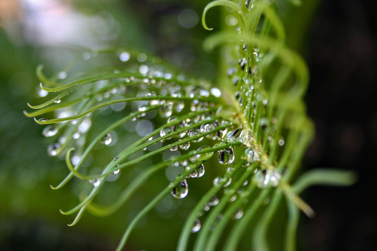 Macro photograph of water droplets clinging to delicate green fern fronds in nature.