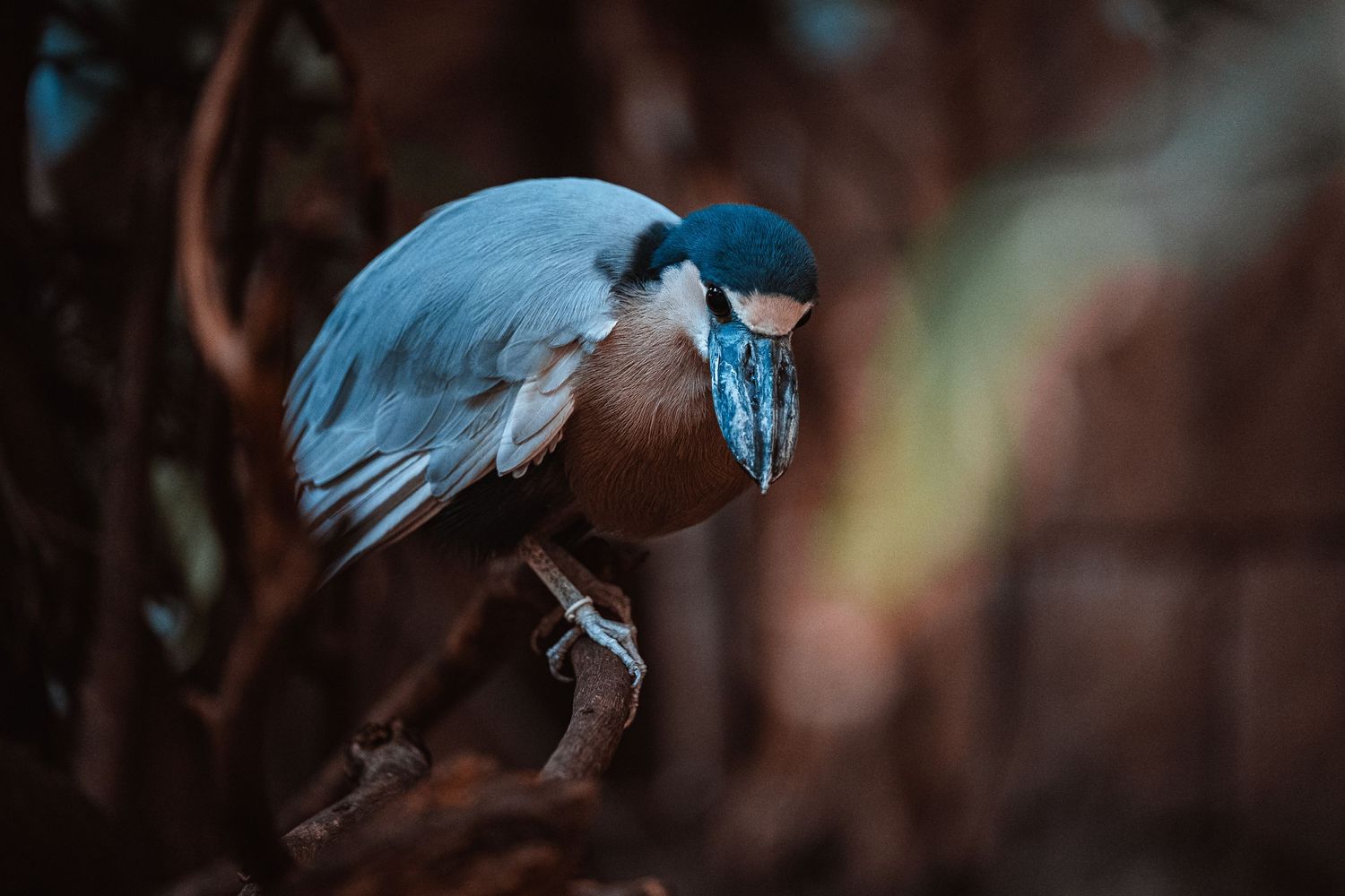 bird photo