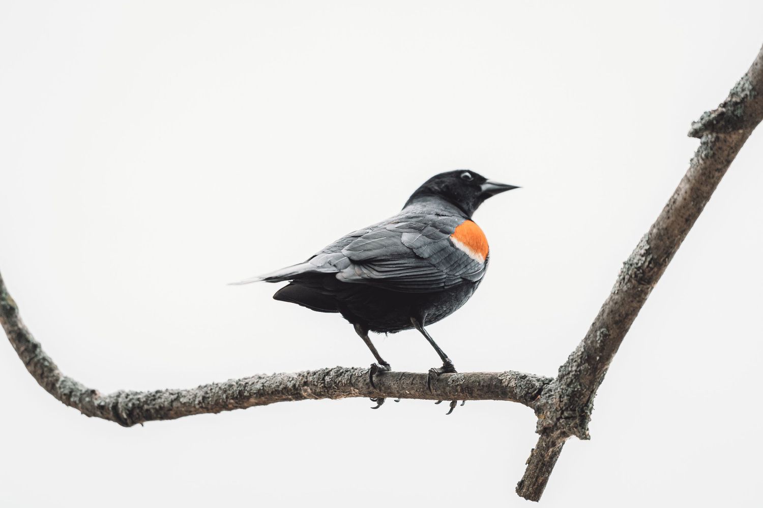 bird photo