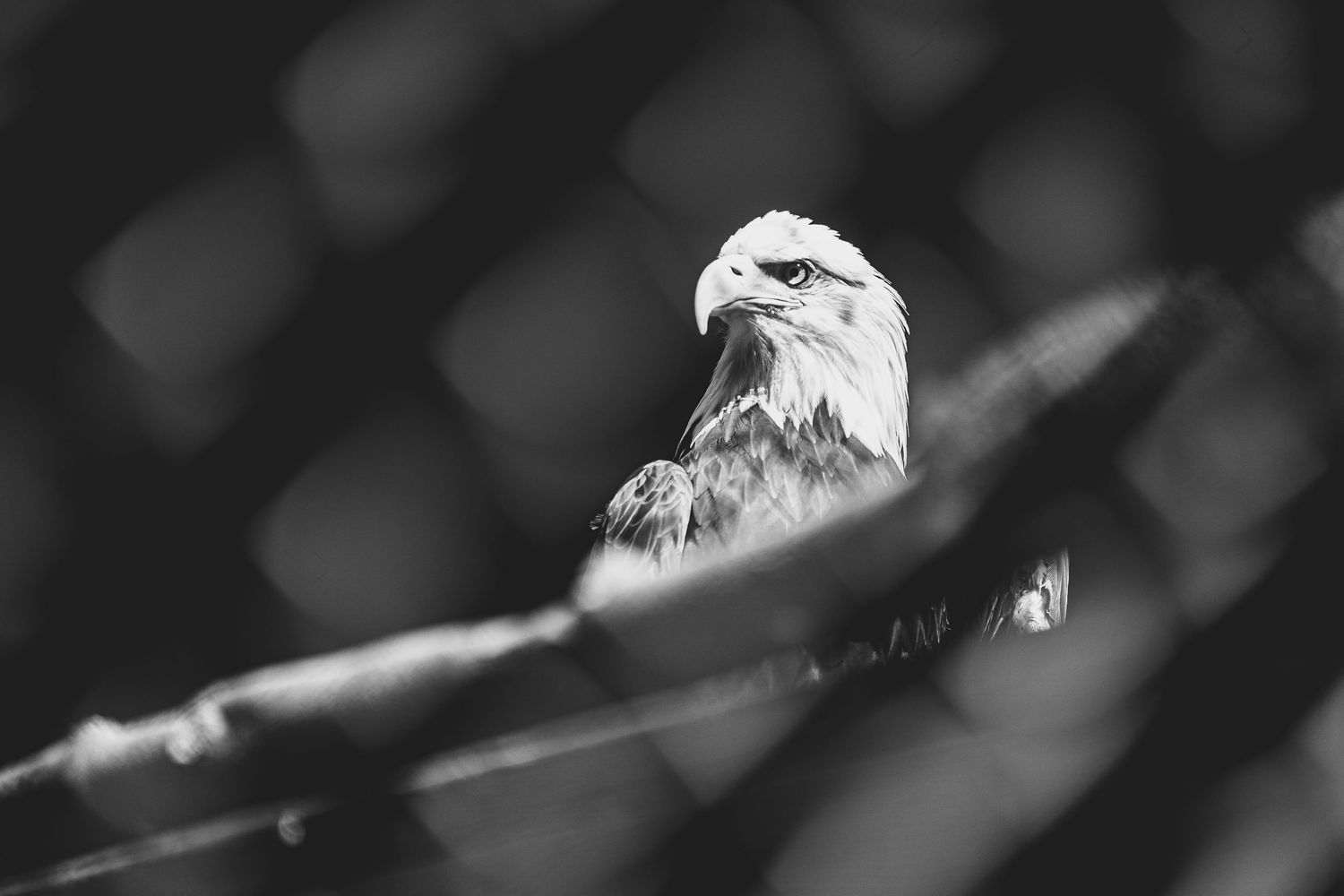 bird photo