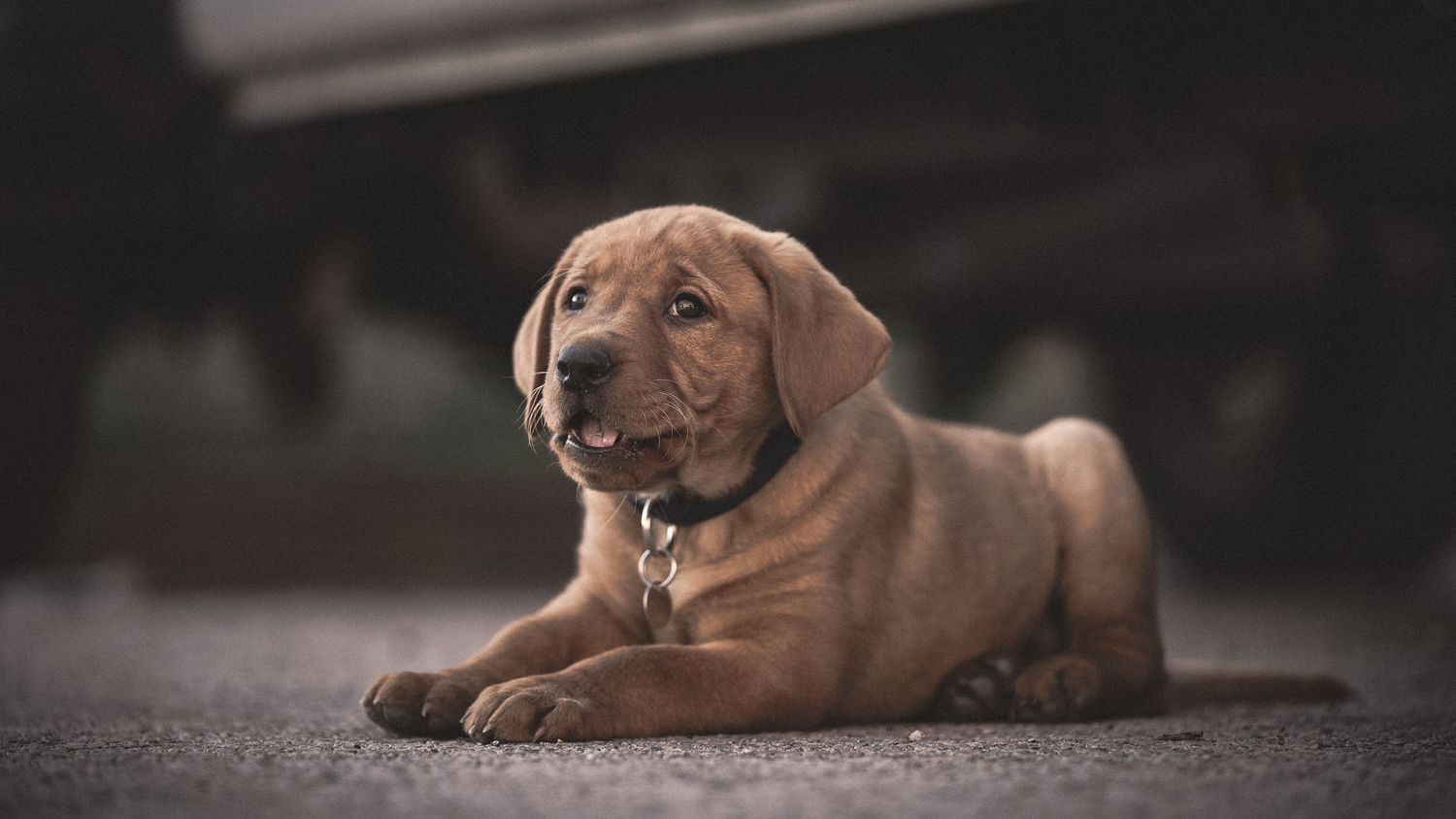 dog photo