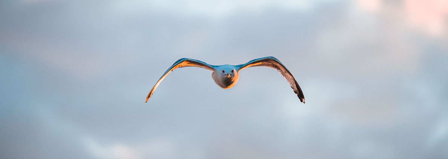bird photo