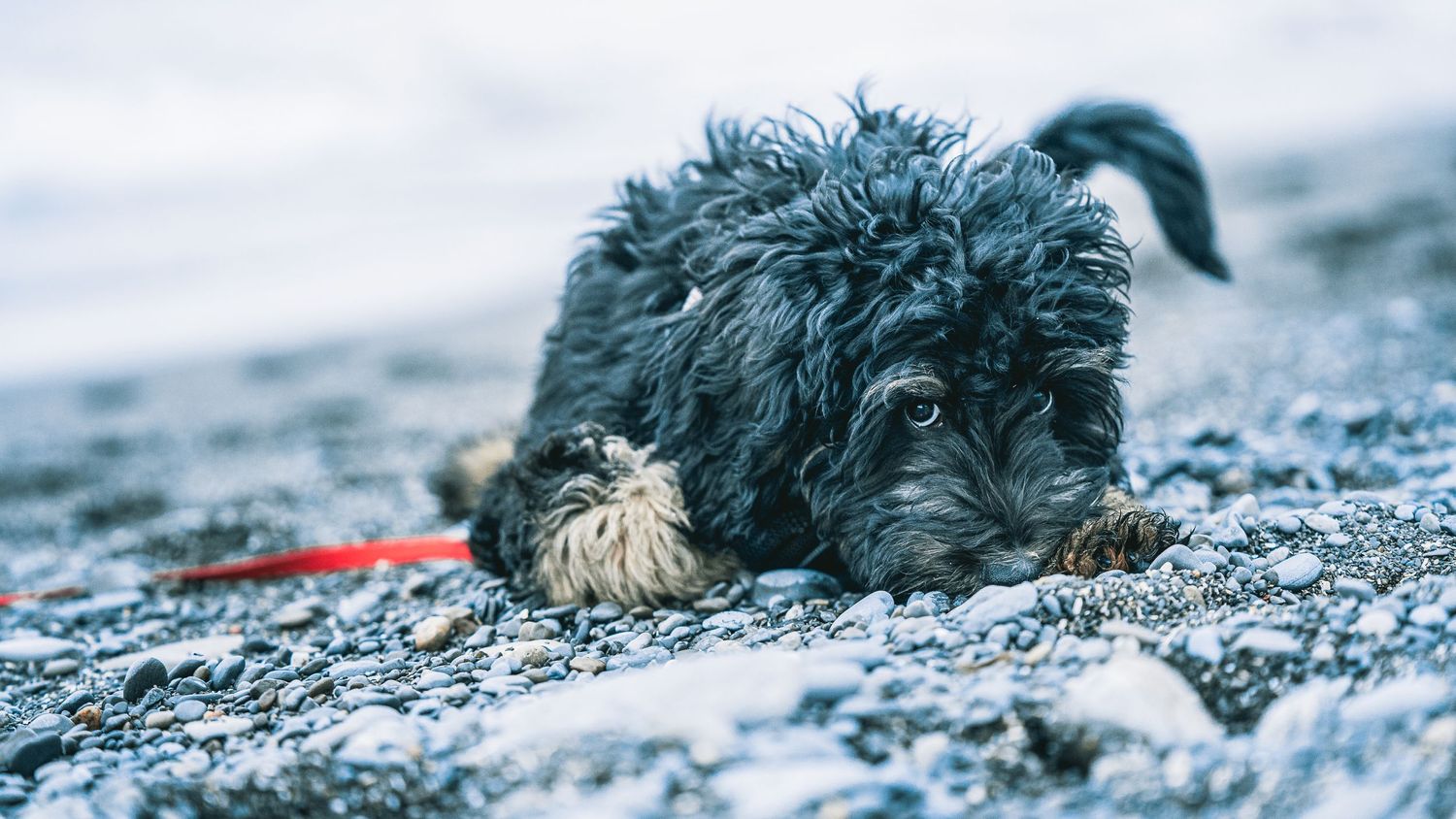 dog photo