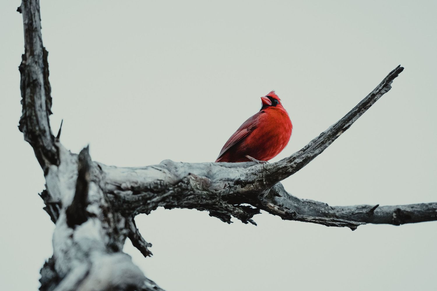 bird photo