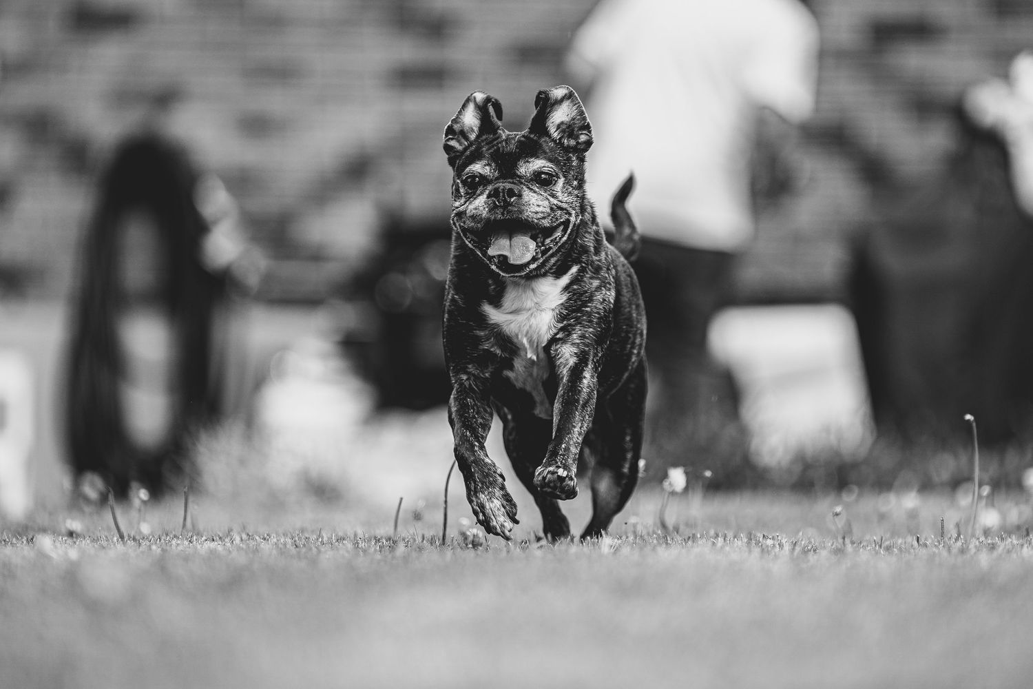 dog photo