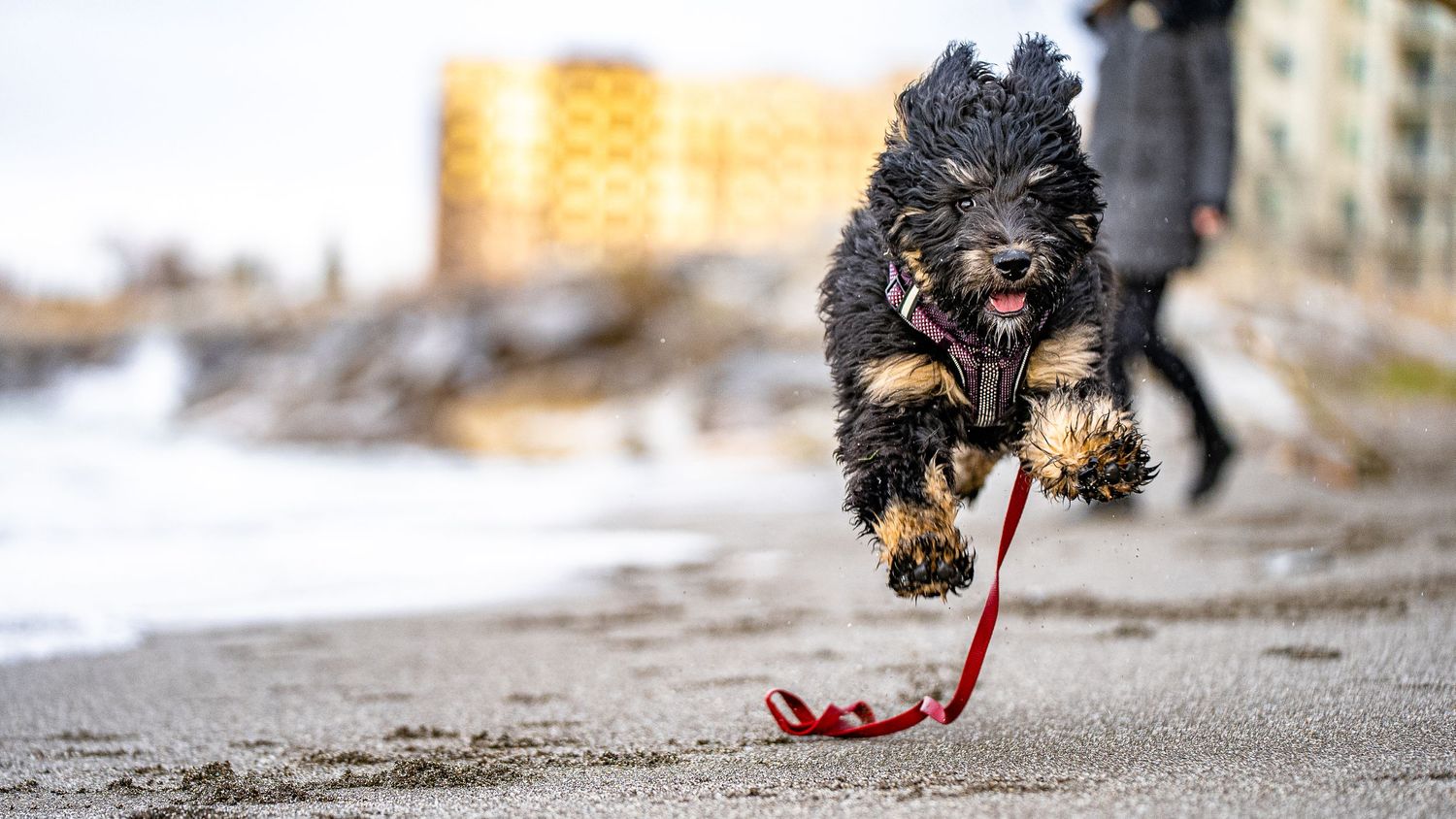 dog photo