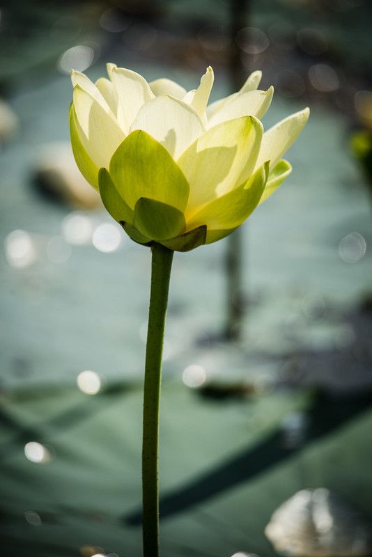 water lily at Brazos Bend State Park