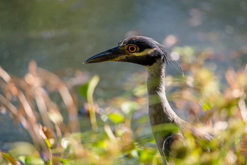Yellow Crowned Night Heron at Brazos Bend State Park