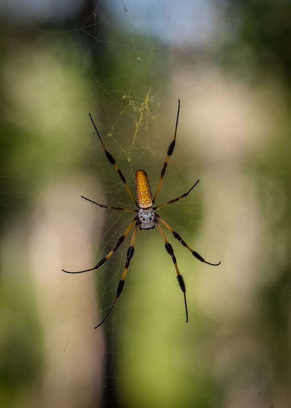 Banana spider in Brazos Bend State Park