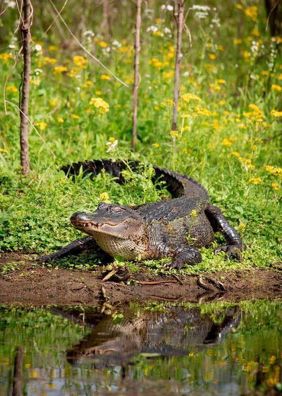 Alligator in flowers at Brazos Bend State Park