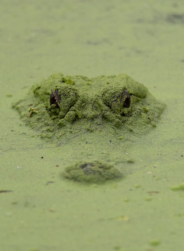 Alligator in algae at Brazos Bend State Park