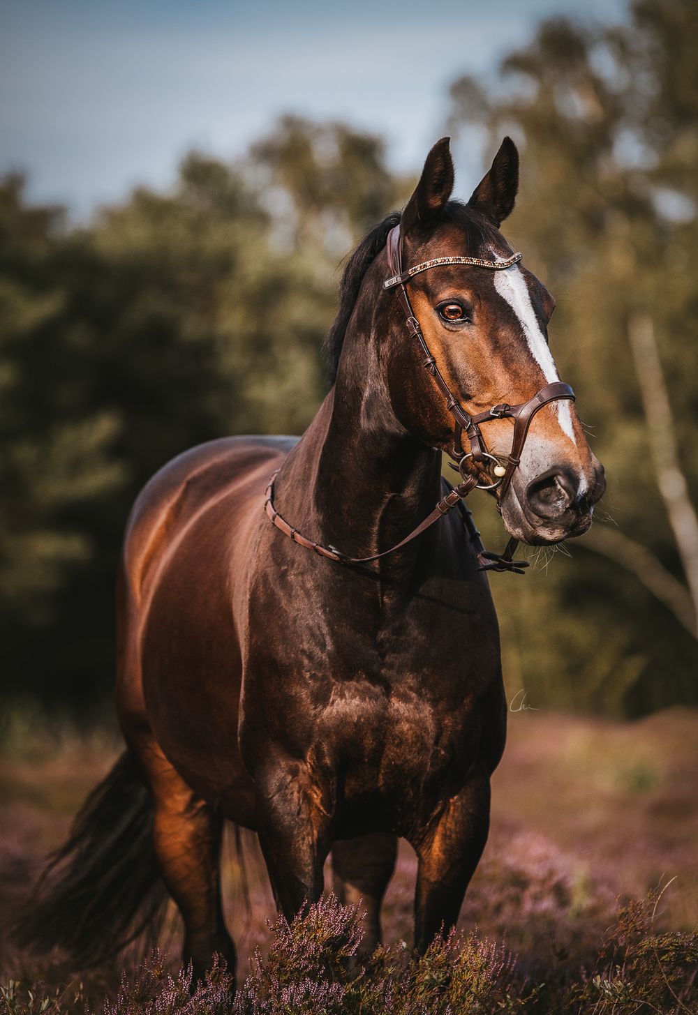 Häst Falsterbo fotograf Skåne Sverige