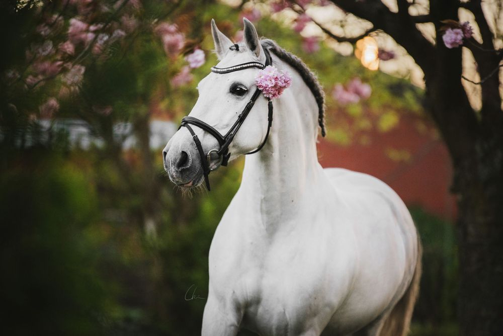 PRE hingst skåne Sverige fotograf